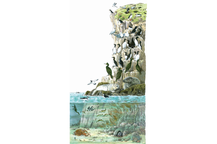 Under the sea illustration.