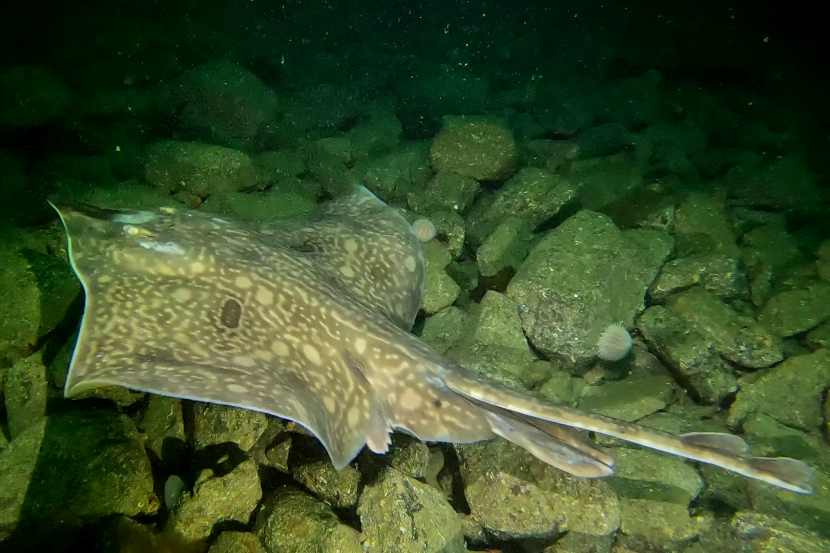 Common Blue Skate swimming over a rocky sea bed