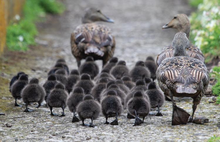 Female eiders with their crèche.
