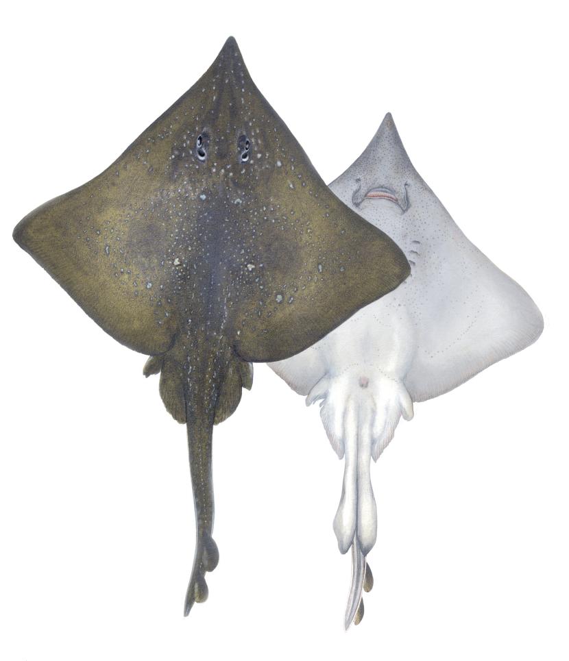Illustrations of Flapper skate by Dietrich donated by the Scottish Sea Angling Conservation Network