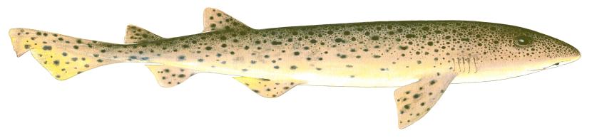 Illustrations of Nursehound by Dietrich donated by the Scottish Sea Angling Conservation Network