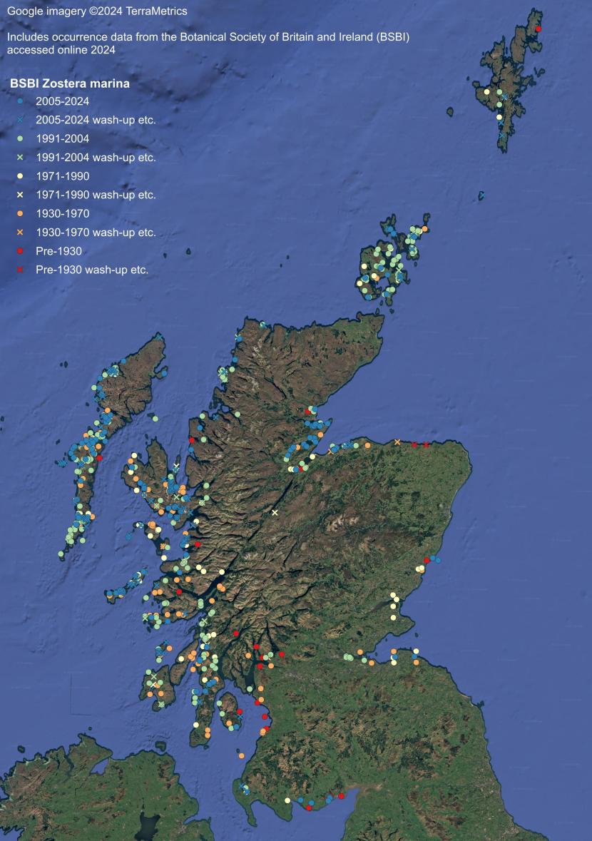 Records of Zostera marina are presented as coloured dots divided into five date classes: red for pre-1930; orange for 1930-1970; yellow for 1971-1990; green for 1991-2004; and blue for 2005-2024. Detached, washed up or otherwise dispersed material is denoted by a coloured cross.