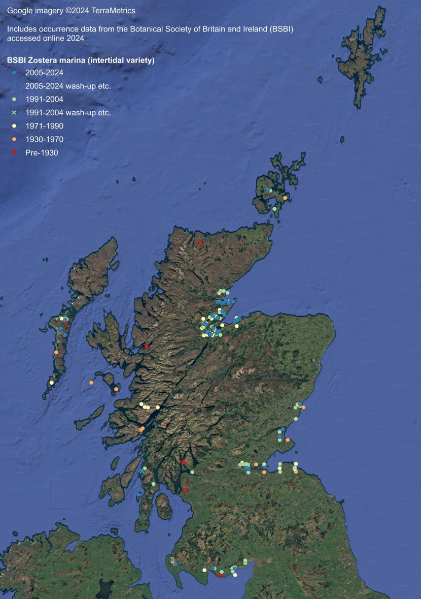 Records of Zostera marina (intertidal variety) are presented as coloured dots divided into five date classes: red for pre-1930; orange for 1930-1970; yellow for 1971-1990; green for 1991-2004; and blue for 2005-2024. Washed-up material is denoted by a coloured cross.