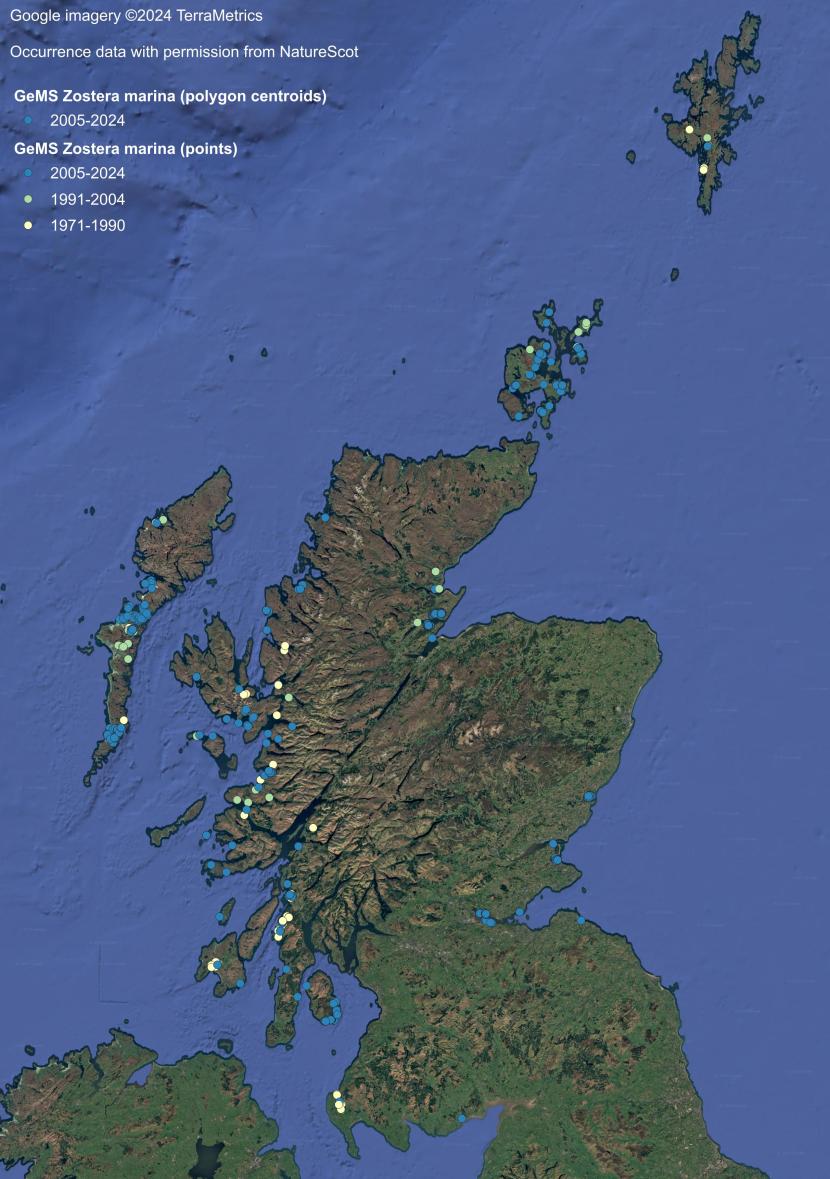 Records of Zostera marina are presented as coloured dots divided into three date classes: yellow for 1971-1990; green for 1991-2004; and blue for 2005-2024. 