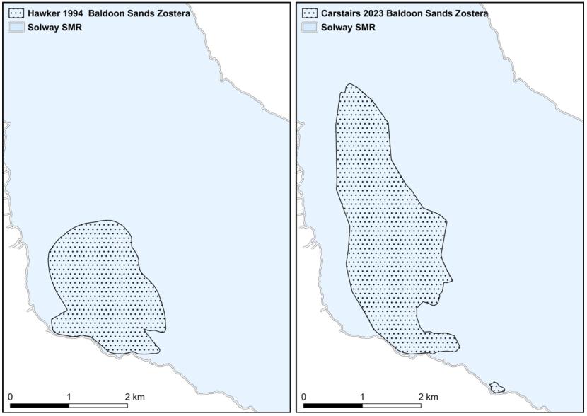 Maps of Zostera distribution at Baldoon Sands from 1994 and 2023 are presented as black spotted polygons superimposed over the Solway SMR represented in light blue with land presented in white. A significant increase in the recorded Zostera distribution occurred between the two surveys in the north of Baldoon Sands.