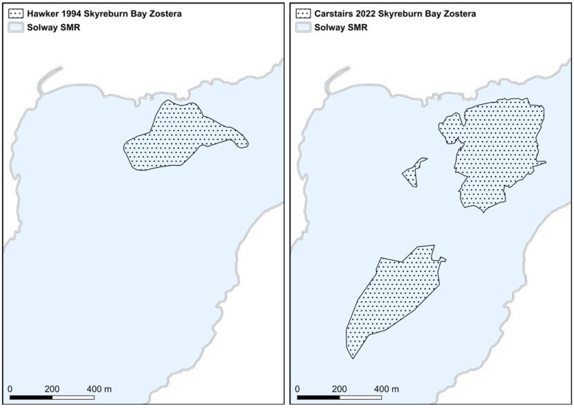 Maps of Zostera distribution at Skyreburn Bay from 1994 and 2022 are presented as black spotted polygons superimposed over the Solway SMR represented in light blue with land presented in white. The recorded distribution of Zostera increased at Skyreburn Bay with a new bed recorded in the south of the embayment.