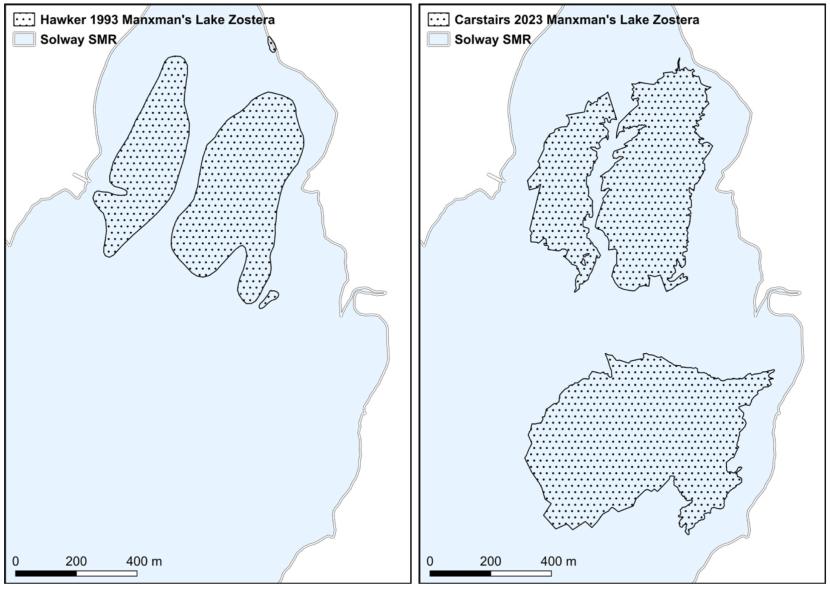Maps of Zostera distribution at Manxman’s Lake from 1993 and 2023 are presented as black spotted polygons superimposed over the Solway SMR represented in light blue with land presented in white. The recorded distribution of Zostera increases at Manxman’s Lake with a new bed recorded in the south of the embayment.