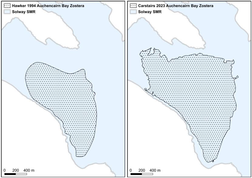 Maps of Zostera distribution at Auchencairn Bay from 1994 and 2023 are presented as black spotted polygons superimposed over the Solway SMR represented in light blue with land presented in white. An increase in the recorded Zostera distribution occurred between the two surveys at Auchencairn Bay though no new beds were encountered.