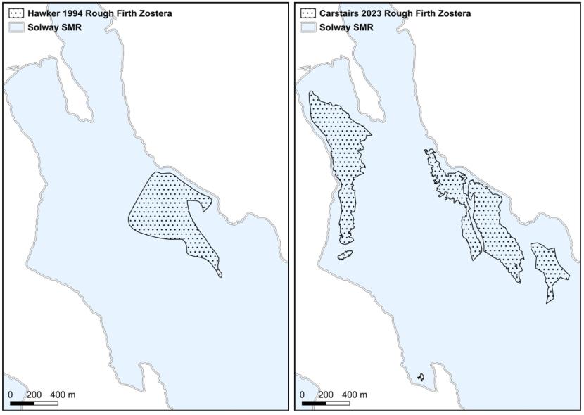 Maps of Zostera distribution at Rough Firth from 1994 and 2023 are presented as black spotted polygons superimposed over the Solway SMR represented in light blue with land presented in white. The recorded distribution significantly increased in Rough Firth with a substantial new bed located in the western area of the Firth.