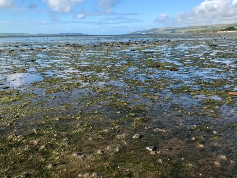 A large green Zostera noltii bed at low tide with muddy casts of Arenicola marina visible in the foreground.