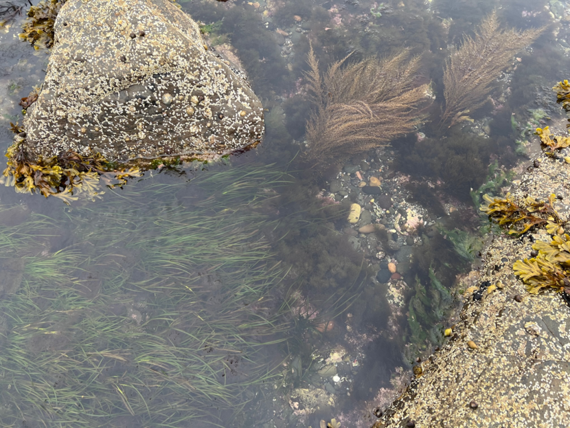 Zostera marina and Sargassum muticum side by side within an intertidal rock pool at low tide. Sargassum muticum is present at the seaward end of the pool. Both species are bending seawards due to residual flows in this direction. Mixed sediments including cobbles and pebbles can be seen at the bottom of the pool with a boulder and rock outcrop protruding above the surface of the water.
