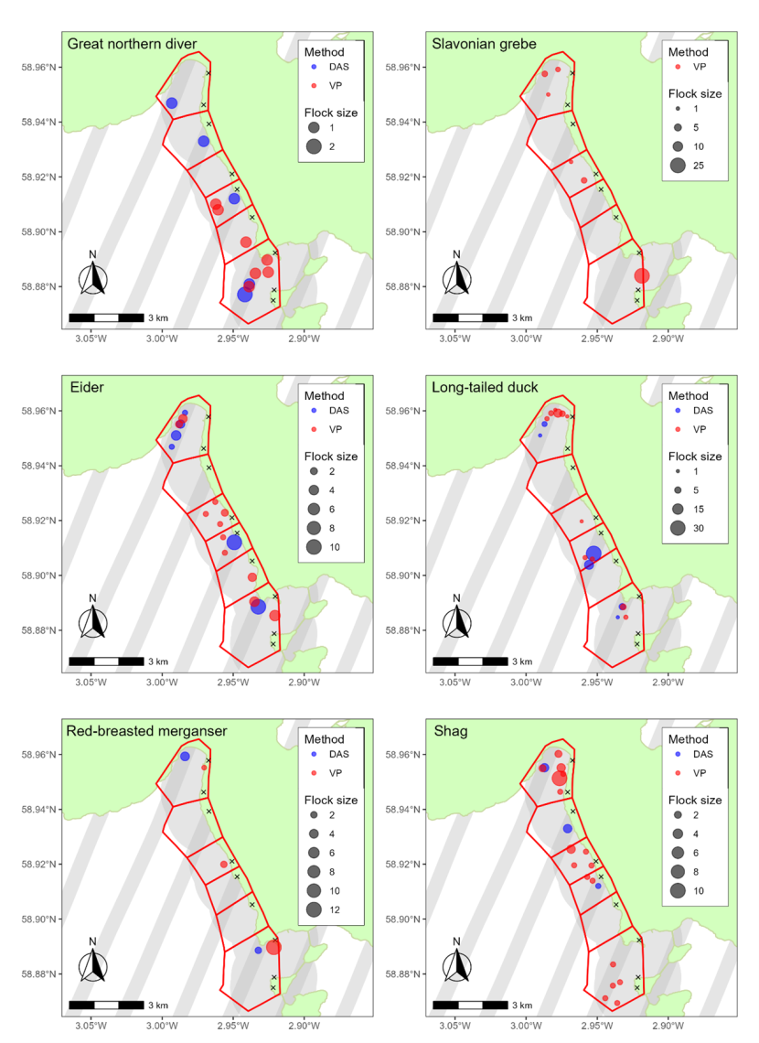 Map showing the records of key species in the simultaneous DAS and shore-based surveys on 20 January 2023 within the Scapa Flow SPA. 1.75km buffer zone (grey shading) is overlaid with count sectors (red outlines). 