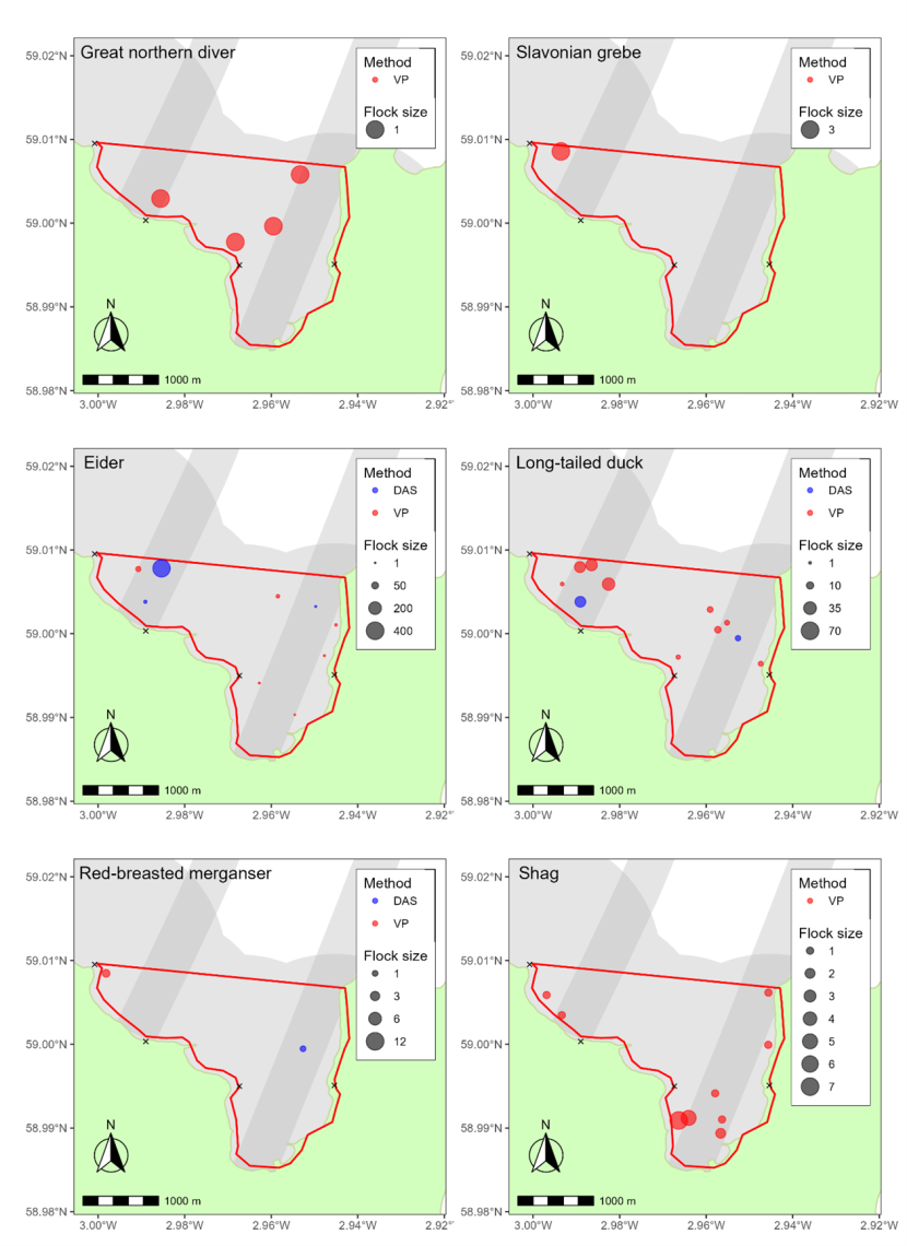Map showing the records of key species in the simultaneous DAS and shore-based surveys on 20 January 2023 within the North Orkney SPA. 