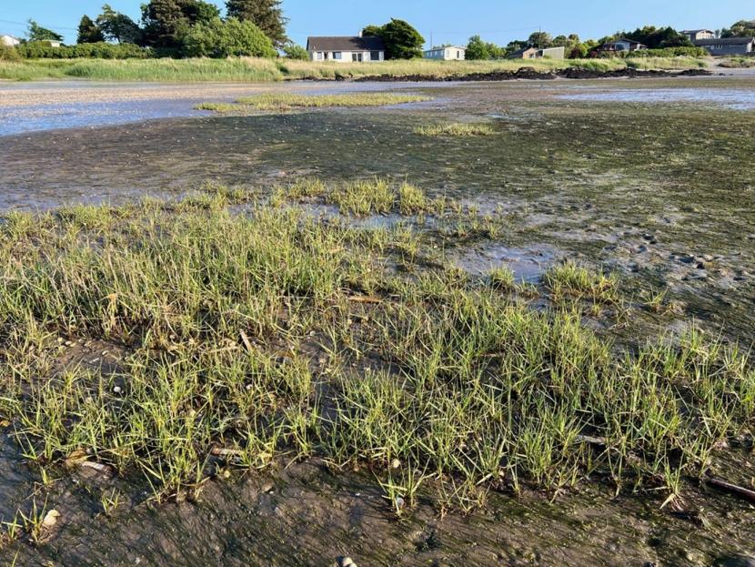 A photograph showing a large bed of dark green Zostera noltii interspersed with patches of light green Sporobolus anglicus at low tide.