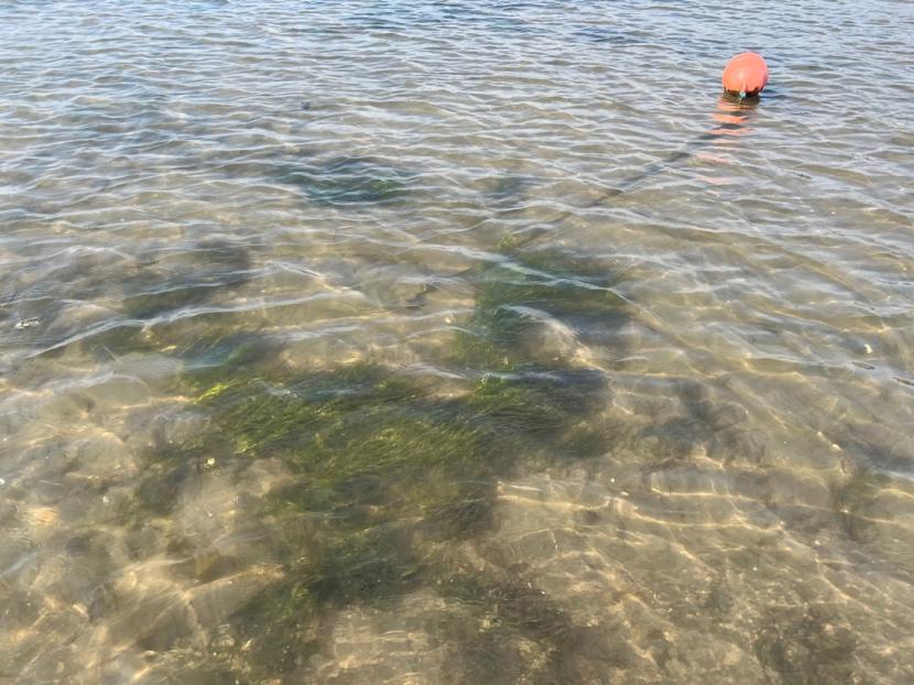 An orange buoy floating in shallow water and attached to chain anchored in the seabed. Zostera marina occurs sparsely and is absent in a radial pattern in relation to tidal movements of the anchor chain.