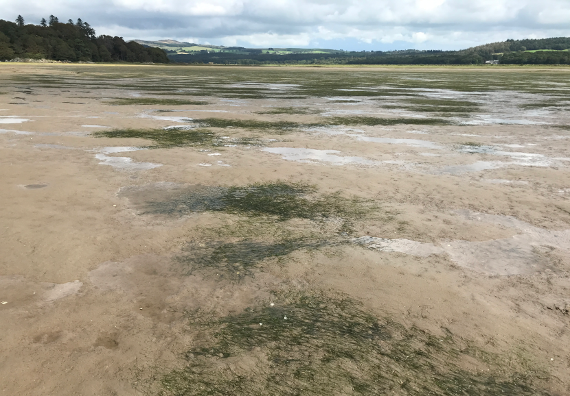 A photograph showing patches of dark green Zostera noltii growing on beige coloured mudflats at the outer edge of the Skyreburn Bay seagrass bed. The tide has gone out, leaving small scattered patches of standing water.