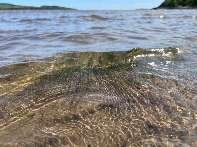 A small wave forming over a patch of Zostera noltii and associated raised sediments. Green seagrass can be seen underneath the wave.
