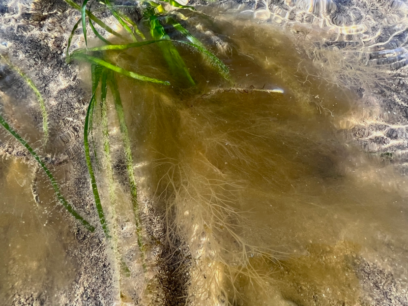 A close-up underwater image of brown epiphytic algae growing on green seagrass plants with long, narrow strap-like green leaves growing in sand. 