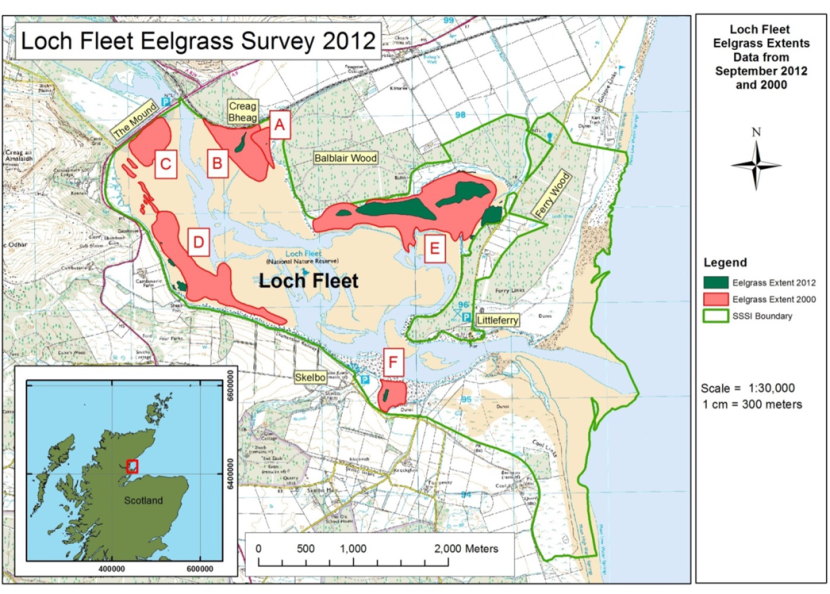 A map showing seagrass distribution in Loch Fleet during 2000 depicted by a red polygon and in 2012 depicted by a green polygon. Seagrass significantly declined on the north eastern shore and had almost disappeared from the other areas by 2012.  © Crown copyright [and database rights] 2024 OS 100017908