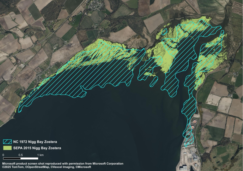 A map showing Zostera distribution in 1972 as a blue polygon extending significantly further down the shore than the distribution recorded by SEPA in 2015 which is shown in pale green.