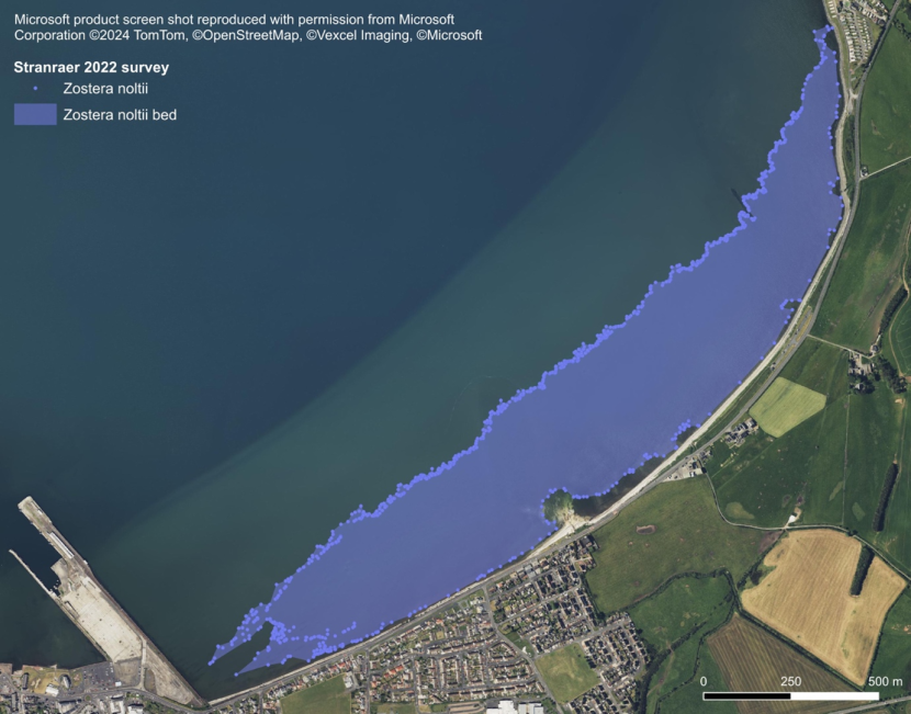 A map of Zostera noltii distribution in 2022 at Stranraer superimposed over aerial imagery. The seagrass bed, depicted as a blue polygon, virtually fills the entire intertidal area. 