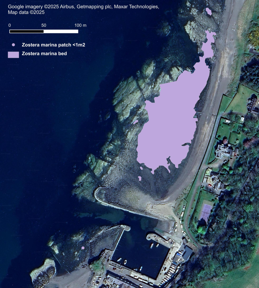 A map showing intertidal distribution of Zostera marina at Dunure, represented by a mauve polygon superimposed over aerial imagery. Dunure Harbour can be seen approximately 100 m to the south of the main seagrass bed. 