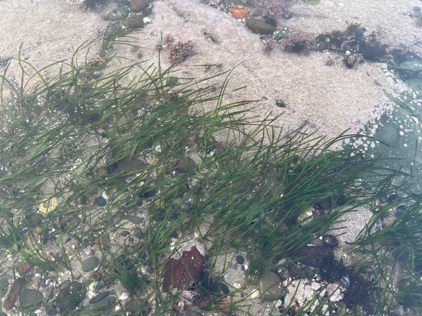 A photograph of seagrass plants in the intertidal zone. The substrate is missed, with pebbles, gravel, shell fragments, and sand.