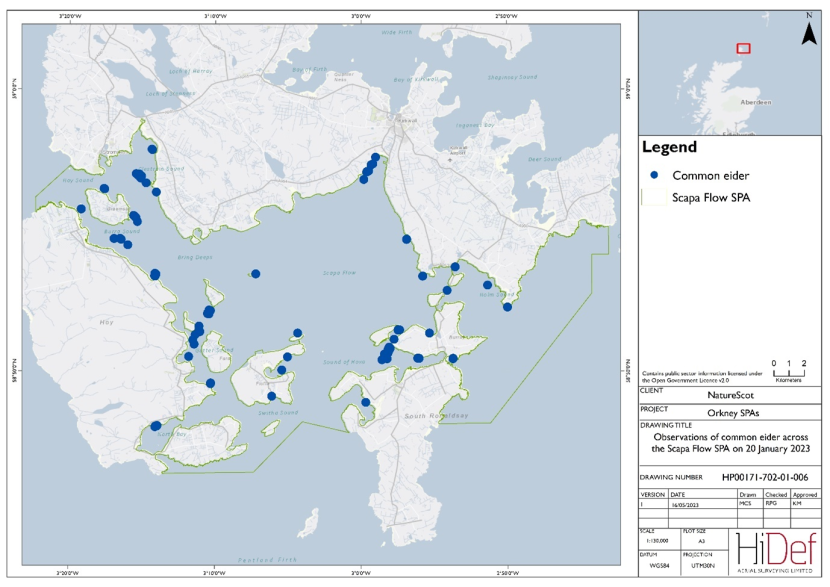 Map of Scapa Flow Special Protected Area showing locations of common eider observed in the 20 January 2023 DAS.