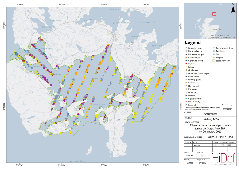 Map showing aerial observations of non-target species within the Scapa Flow Special Protected Area on 20 January 2023.