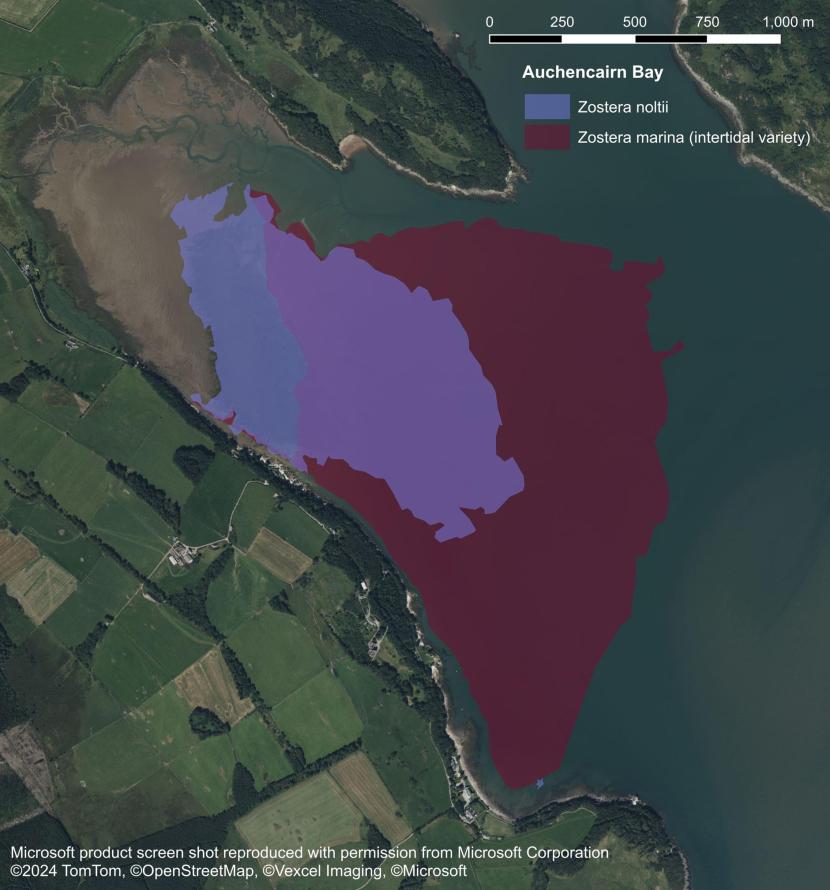 A map showing a large seagrass bed comprised of both Zostera noltii and intertidal Zostera marina in Auchencairn Bay displayed as polygons superimposed over an aerial photograph. The distributions of Zostera noltii and Zostera marina are depicted in blue and burgundy respectively. Zostera noltii occupies the upper parts and mid parts of the bay while Zostera marina occurs from mid to lower shore. The distribution of these species overlap significantly in the mid shore area.