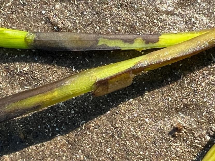 A close-up photograph of two green stems of Zostera marina.  Wasting disease legions appear as dark blotches on both stems.