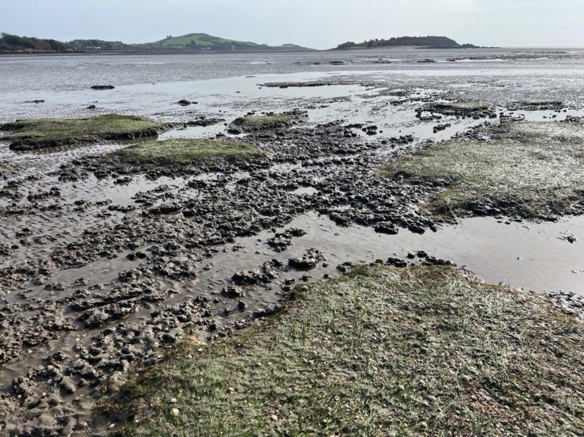 A photograph showing the edge of the Zostera noltii beds occurring east of Urr Water. Bare areas of clay are interspersed with islands of Zostera noltii. 