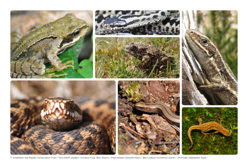 ©Amphibian and Reptile Conservation Turst/Chris Dresh (Adders, Common Frog, Slow Worm) / Fred Holmes (Smooth Newt) / Ben Limburn (Common Lizard) / Jim Foster (Natterjack Toad)