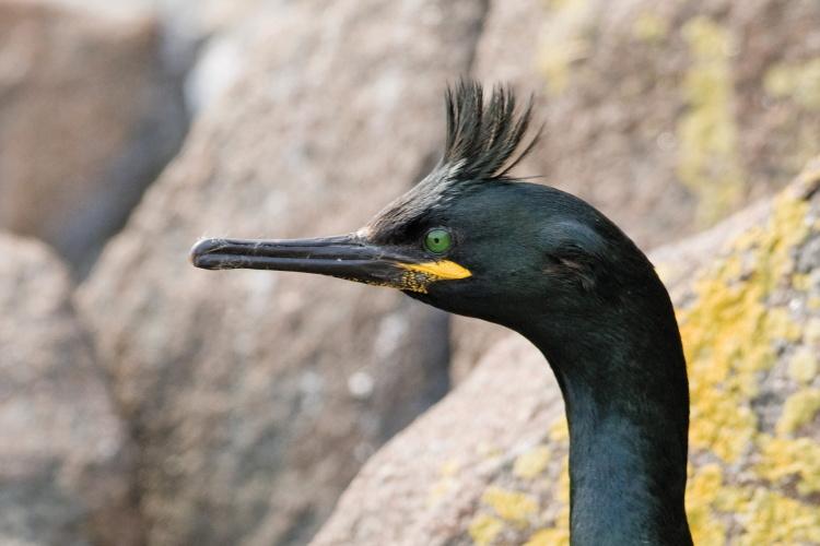 A Shag with a green iridescence to their feathers