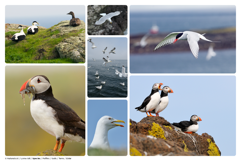 Images of Puffins, Gulls, Terns and Eider