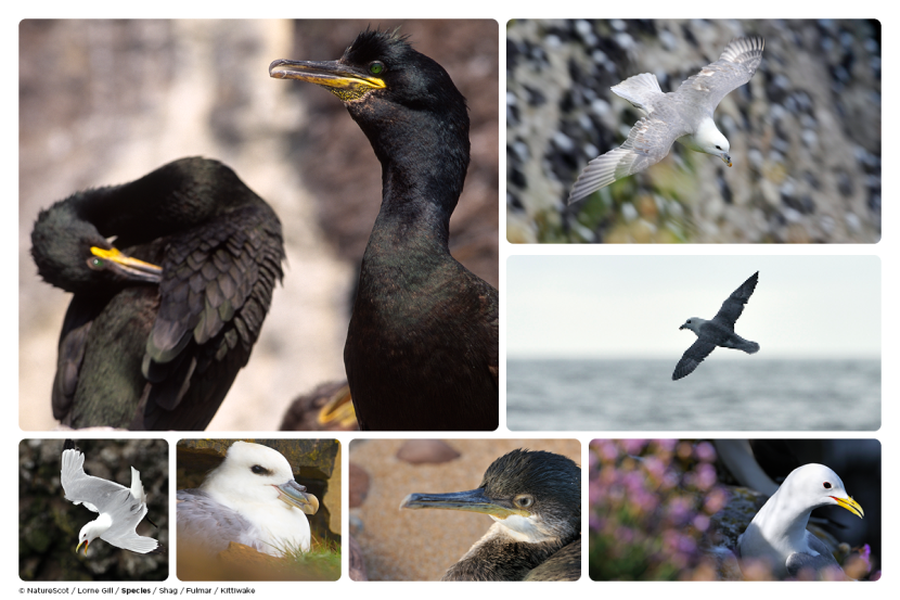 Images of Shag, Fulmar and Kittiwake