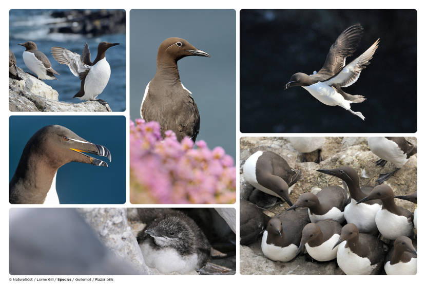 Images of guillemot and Razor bills on cliffs