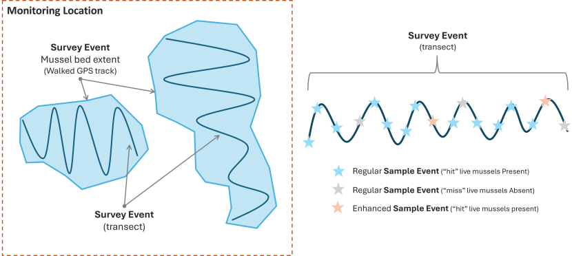 Illustration of the data structure for Dutch Wand Blue mussel survey method