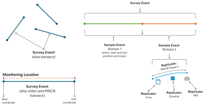 Illustration of the data structure for subtidal dive survey, with representation of the different types of sampling methods that could be deployed. 