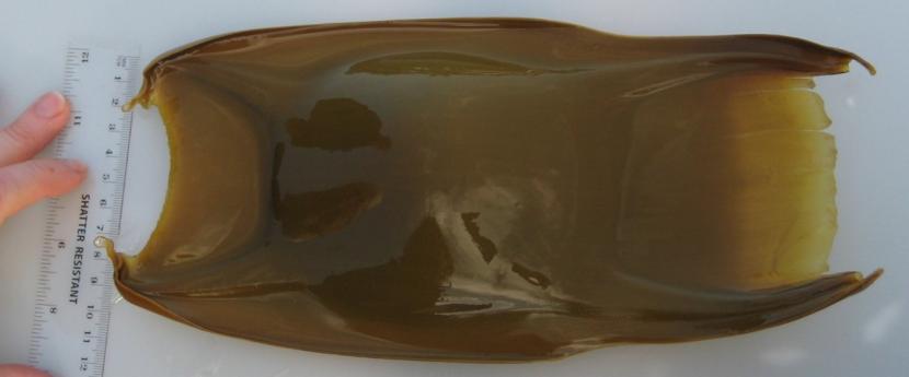 Brown flapper skate egg case (20-24 cm)