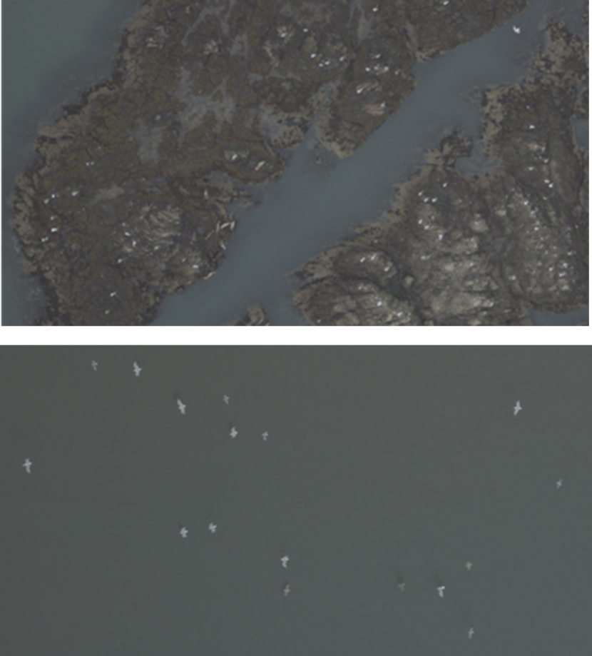 Two images of birds and seals taken over dark water and rocky areas.