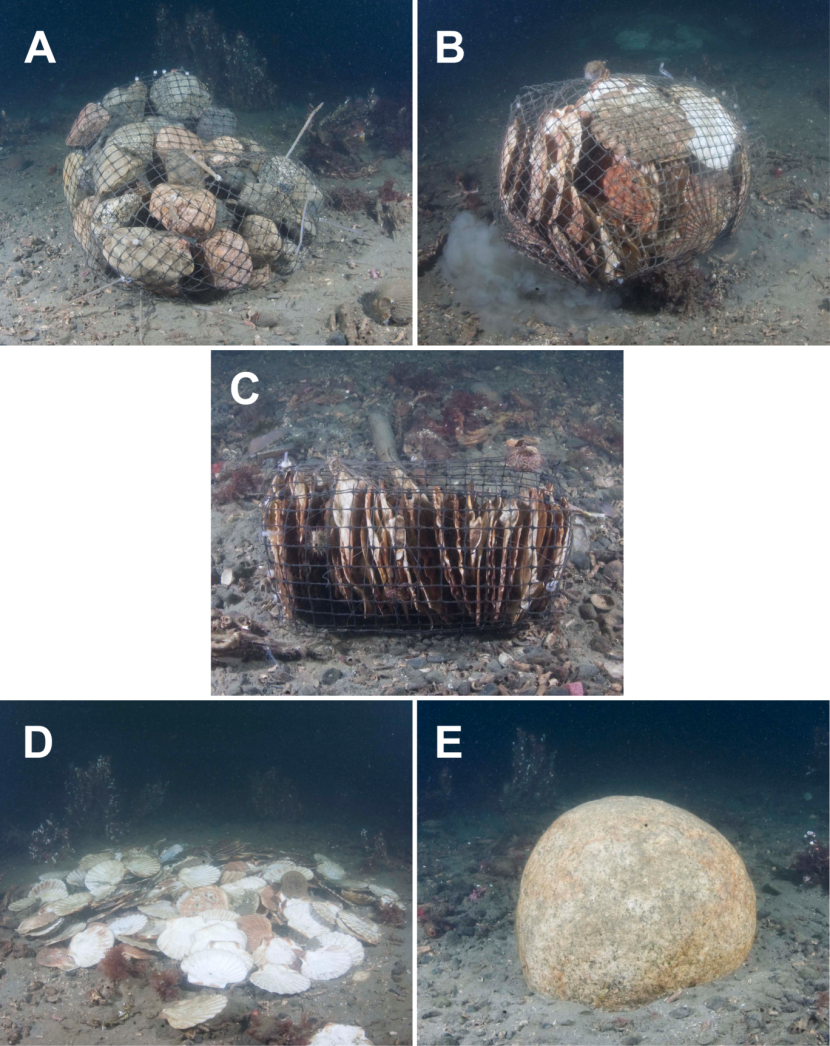 The five substrate types deployed in the reef development study.