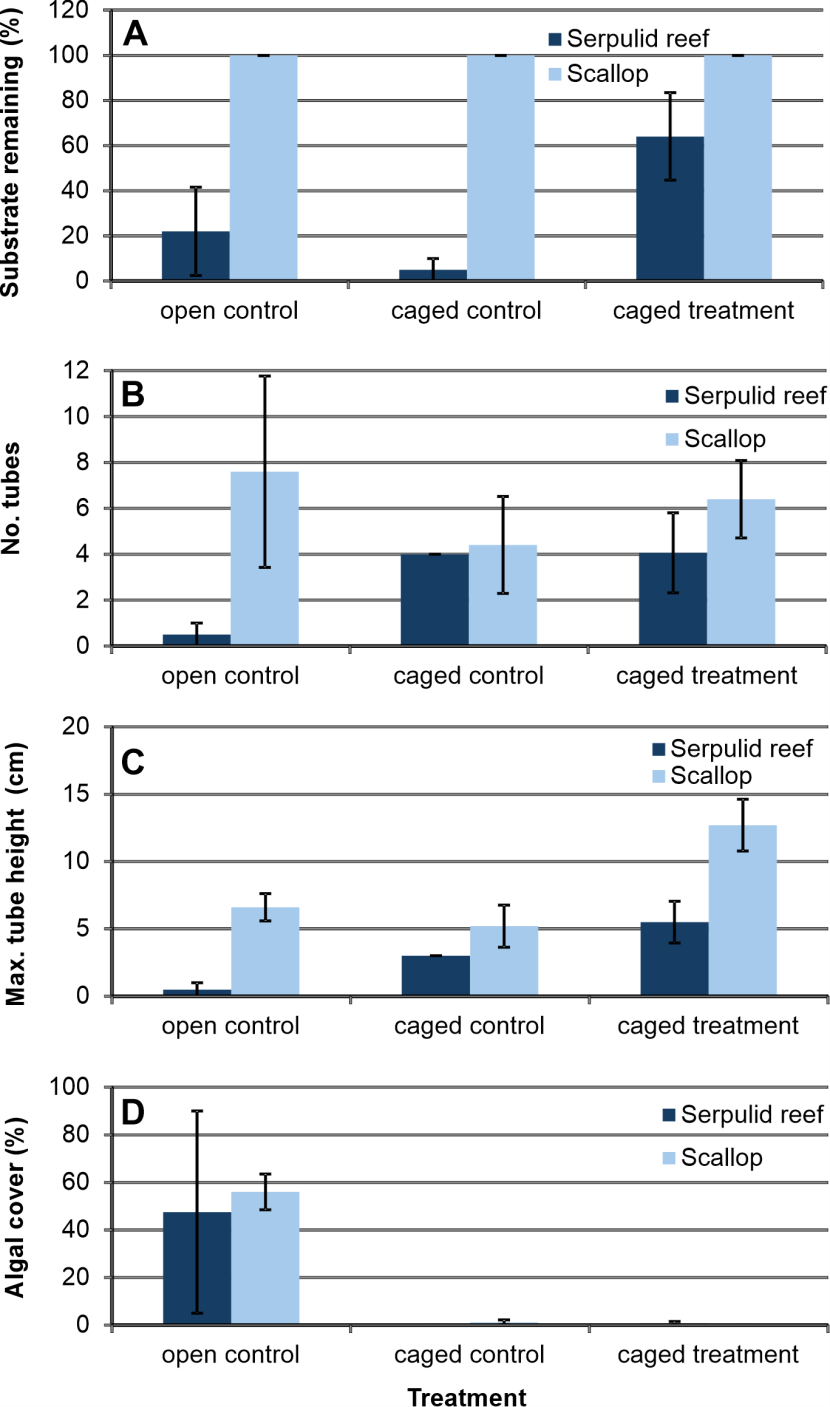 Bar graph showing effect of predator exclusion cages on serpulid development.