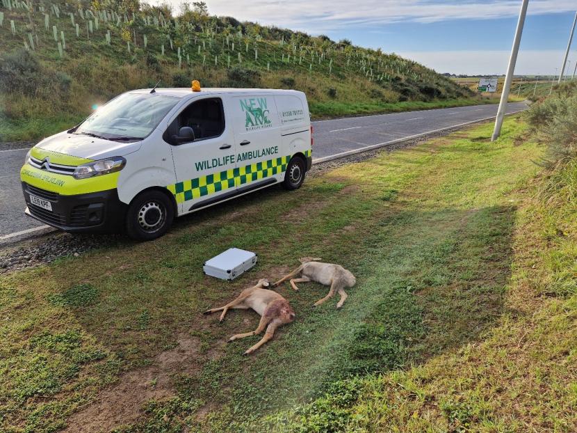 A DVC attended by New Arc Wildlife Rescue.