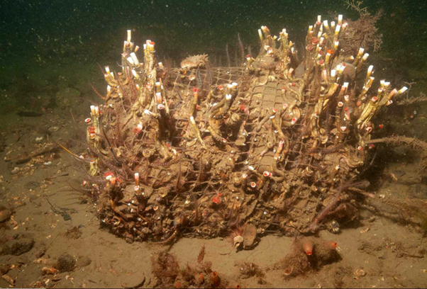 Reef development on remediation unit.