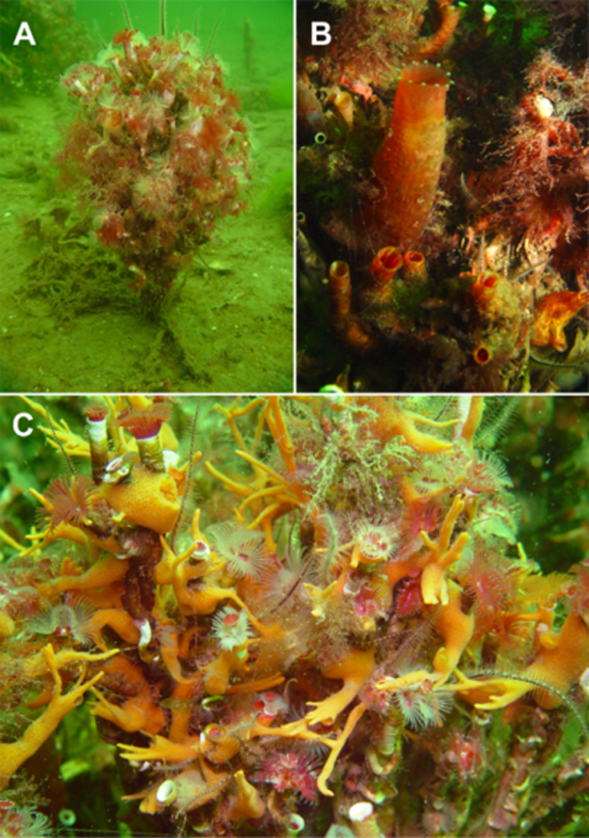 Examples of serpulid reef fouling in Loch Creran.