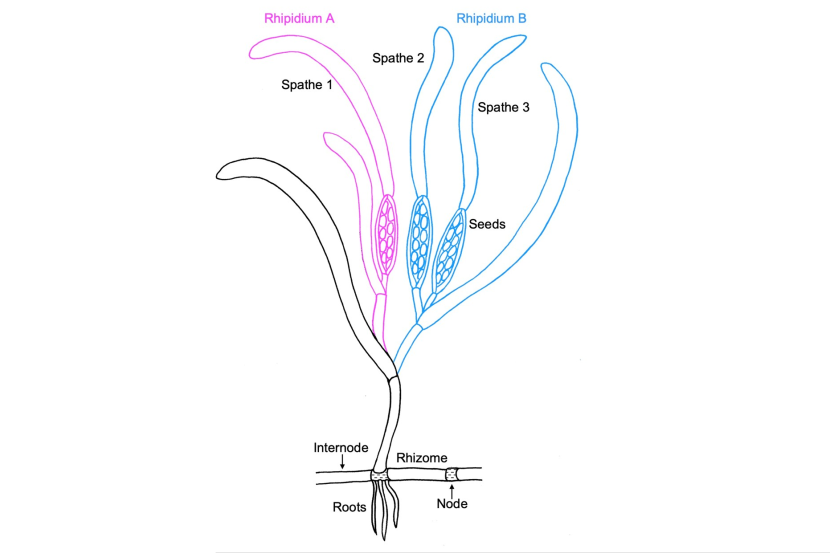A diagram of a Zostera marina plant containing three spathes (leaves containing seeds pods) and two rhipidiums (branches containing spathes). A description of this diagram can be found in the long description.