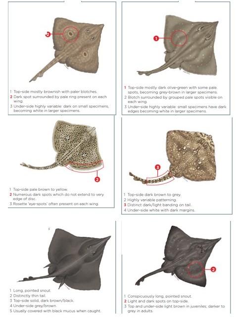 Illustration of six skate/ray to identify. Full information on each skate/ray next