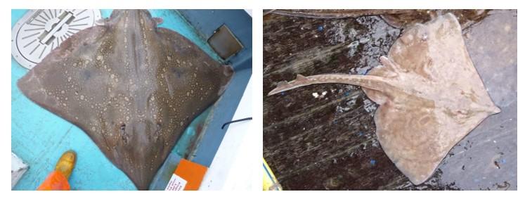 Two different flapper skates