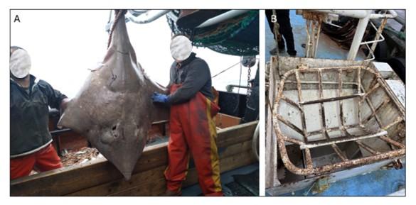Image A is a large flapper skate hoisted up via a rope attached to its tail to remove it from the receiving bin on a twin rig Nephrops trawler.  Image B is a sorting grid that one fisher uses to prevent large bycatch from entering the catch sorting area below deck.  It is used to release flapper skate by lifting one side allowing skate to slide off the vessel.